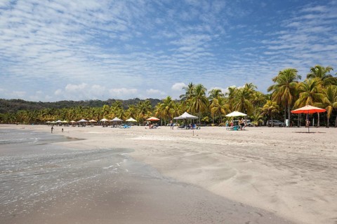 Sandy beach with palm trees