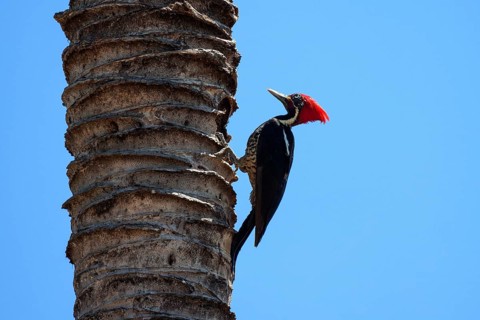 Lineated woodpecker (Dryocopus lineatus) sits on the tree trunk of a palm tree