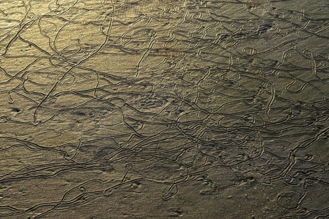 Traces of lugworms (Arenicolidae) at low tide in the sand