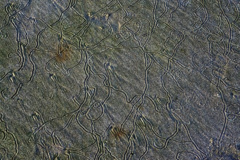 Traces of lugworms (Arenicolidae) at low tide in the sand