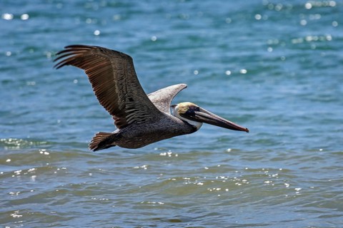 Brown Pelican (Pelecanus occidentalis) in flight above water