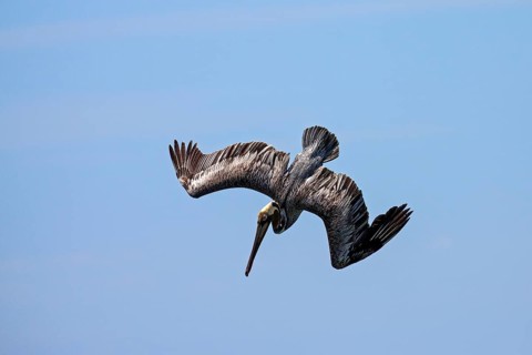 Brown Pelican (Pelecanus occidentalis) in dive