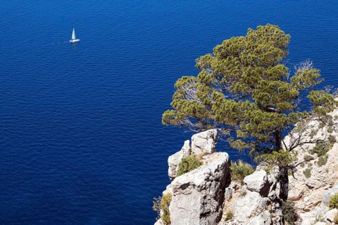 Aleppo Pine (Pinus halepensis) grows on a rock in front of blue sea