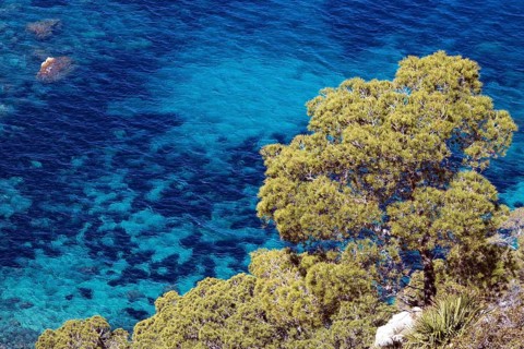 Aleppo Pine (Pinus halepensis) grows on a rock in front of turquoise sea