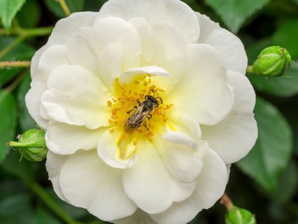 White Rose Blossom with Dasypoda hirtipes (Dasypoda hirtipes)