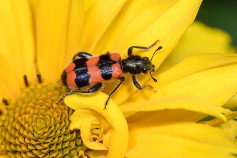 Yellow blossom in the garden with Bee beetle (Trichodes apiarius)