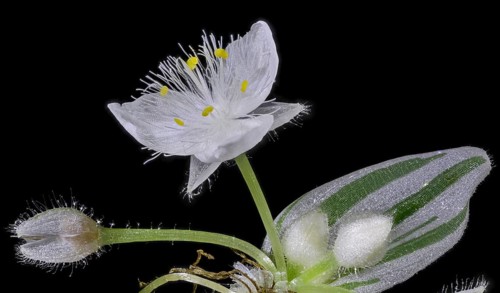 Tradescantia fluminensis (Tradescantia Fluminensis)