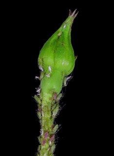 Rose bud with Aphids (Aphidoidea)