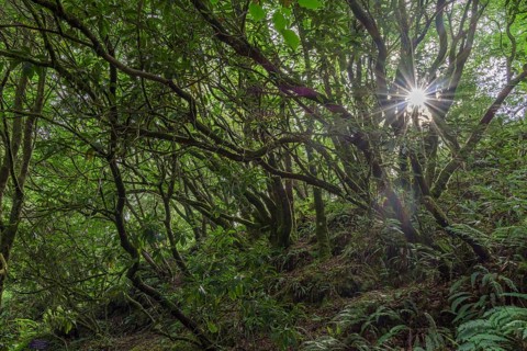Backlight in Rhododendron Forest
