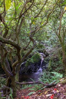 Rhododendron and Waterfall