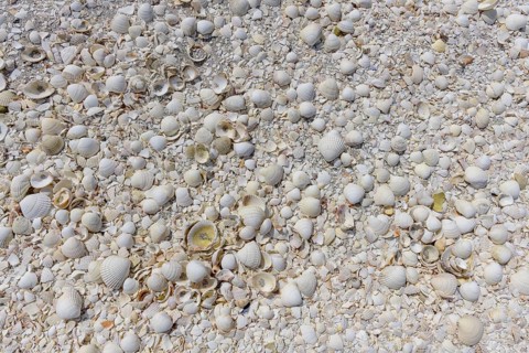 White Shell Beach