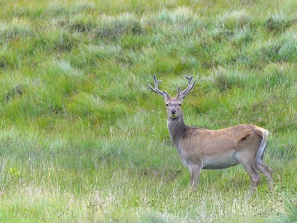 Red deer (Cervus elaphus)