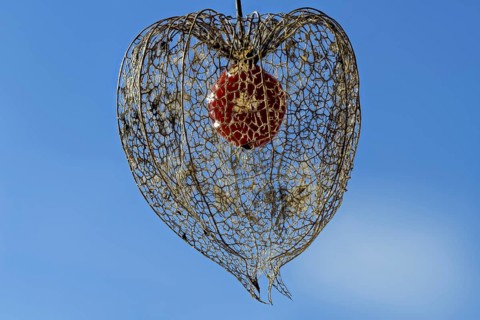 Weathered flower with fruit