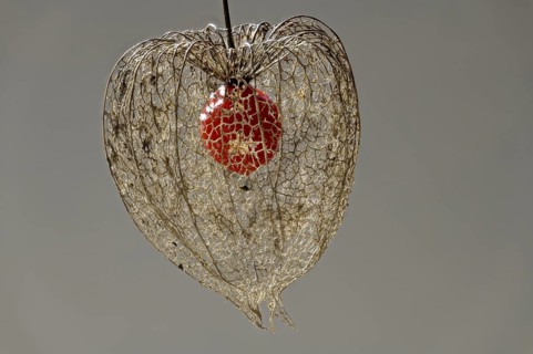 Weathered flower with fruit