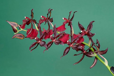 Blossoming Hybrid Orchid Cambria