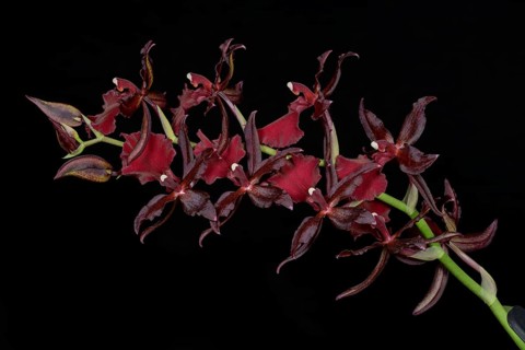 Blossoming Hybrid Orchid Cambria