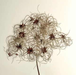 Fruit stands of the traveller's joy (Clematis vitalba) in front of sky