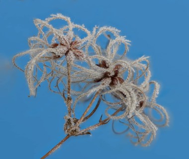 Fruit stands of the traveller's joy (Clematis vitalba) with hoar frost in front of a blue sky