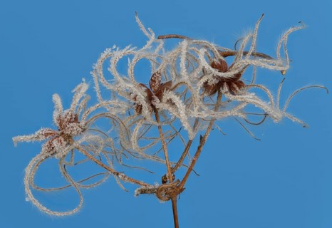 Fruit stands of the traveller's joy (Clematis vitalba) with hoar frost in front of a blue sky
