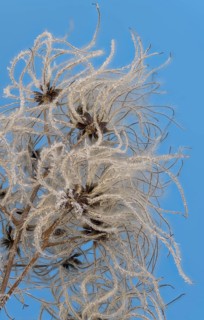 Fruit stands of the traveller's joy (Clematis vitalba) with hoar frost in front of a blue sky