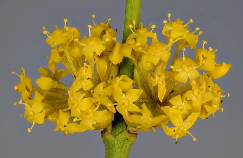 Yellow flowers of Cornelian cherry (Cornus mas)