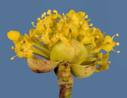 Yellow flowers of Cornelian cherry (Cornus mas)