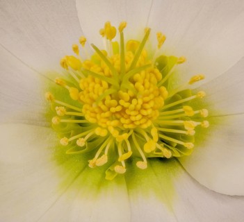White flower