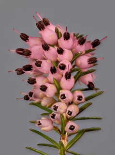 Rosa Winter heath (Erica carnea)