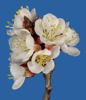 Branch with cherry blossoms