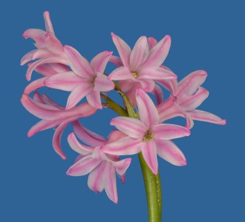 Pink flowers