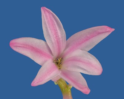 Pink flower