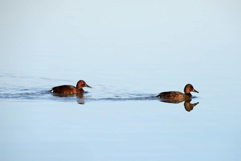 Ferruginous Ducks (Aythya myroca)
