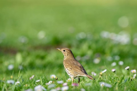 Song Thrush (Turdus philomelos) in flower meadow