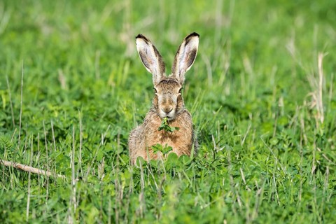 Hare (Lepus europaeus) sitting in the meadow