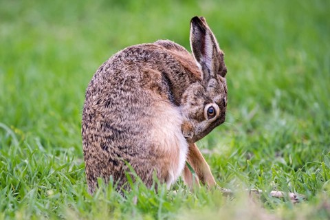 Hare (Lepus europaeus) brushing