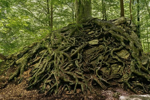 Ramified root of a European beech (Fagus sylvatica) on a rock