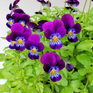 Horned violet (Viola cornuta)