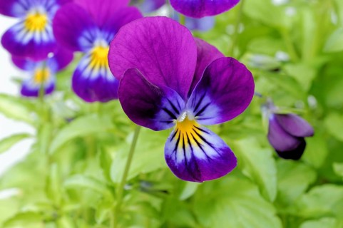 Horned violet (Viola cornuta)