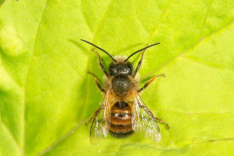 Mason bee (Osmia rufohirta) sunbathing