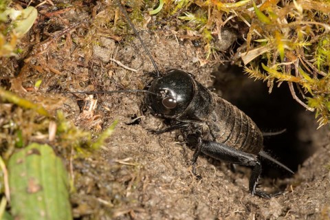 Field cricket (Gryllus campestris)