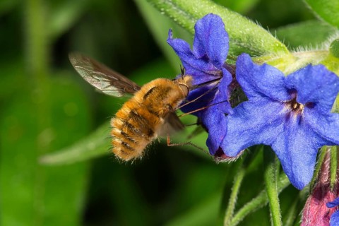 Large bee-fly (Bombylius major)