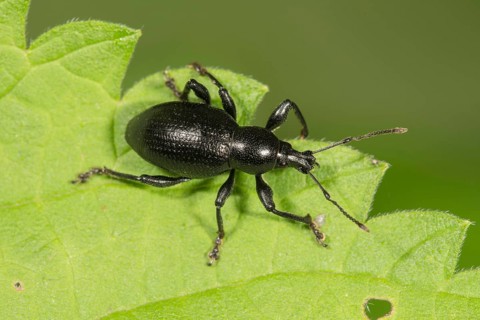 Weevil (Otiorhynchus fuscipes) on leaf