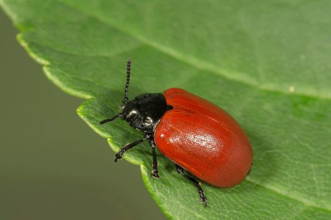 Chrysomela populi (Chrysomela populi) on leaf