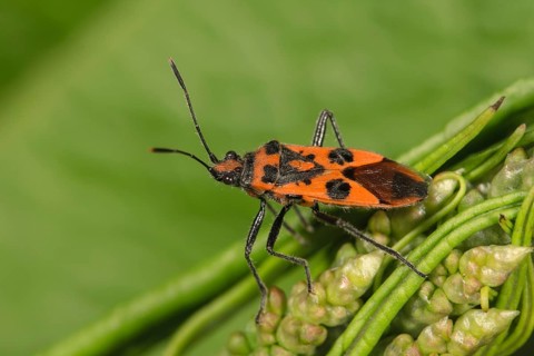 Scentless plant bug (Corizus hyoscyami) Baden-Wurttemberg