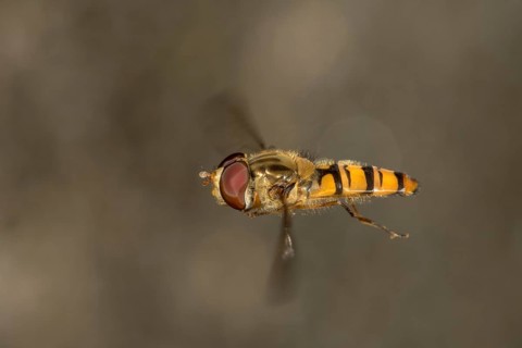 Hverfly (Episyrphus balteatus) in flight