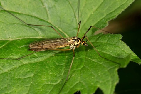 Crane fly (Nephrotoma terminalis) on leaf