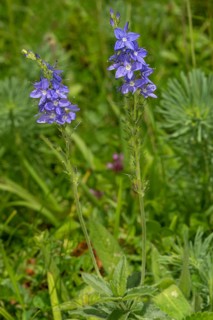 Large Speedwell (Veronica teucrium)