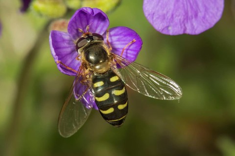 Scaeva pyrastri (Scaeva pyrastri)