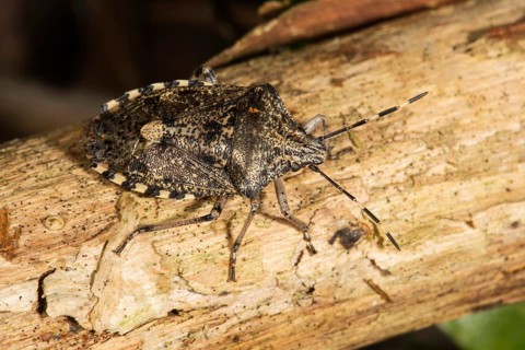 Raphigaster nebulosa (Rhaphigaster nebulosa) on wood