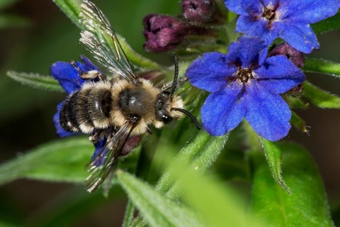 Melecta albifrons (Melecta albifrons) collects Necktar at Purple Gromwell (Buglossoides purpurocaerulea)